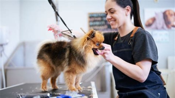 Can a dog groomer stay open in lockdown?