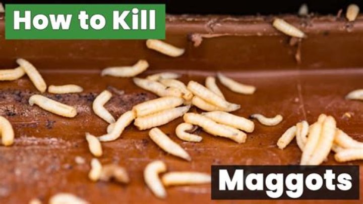 What kills maggots instantly?